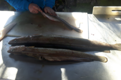 lengen gevangen op fiskker vistival 2017