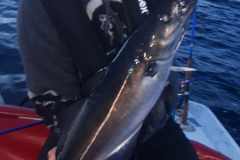 prachtige vangsten met lichte hengel tot 60 gram op de koolvis wat een actie fiskkers natuureizen