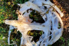 2024-Hitra-Natuur5