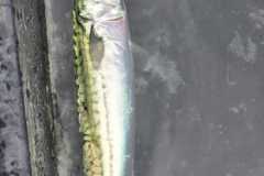 WhatsApp-Image-2026-09-05-at-18.37.24
